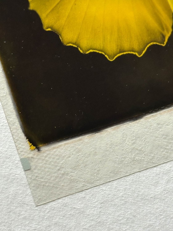 Image 1 of butterfly