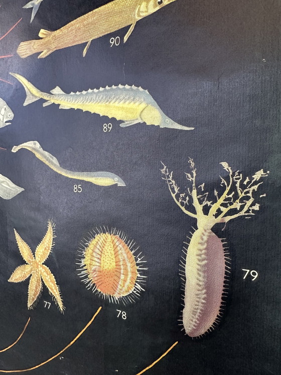 Image 1 of XL Vintage Linen School Map 'Relationships of the Animal Kingdom'