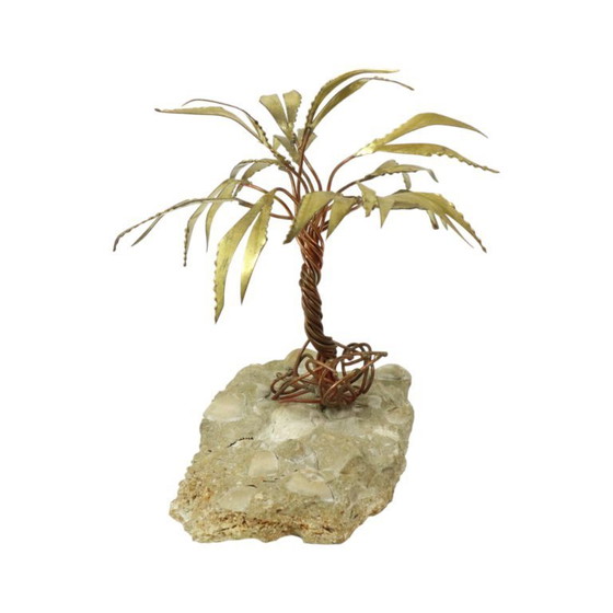 Image 1 of Palma sulla roccia Daniel D'Haeseleer