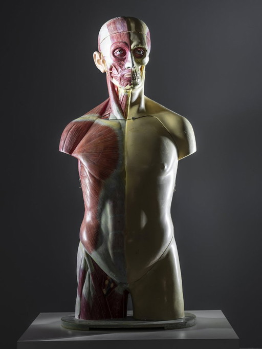 Anatomisch Torso Model, Half Spier Half Huid, Toegeschreven aan Deutsches Hygiene-Museum Dresden, Oost-Duitsland, Jaren 50