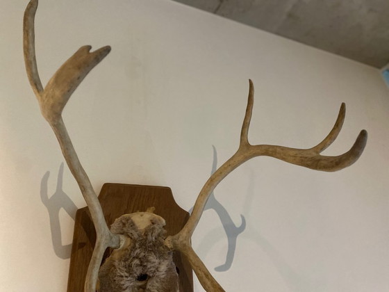 Image 1 of Corna di cervo su scudo di legno – trofeo di caccia d'epoca, XX secolo