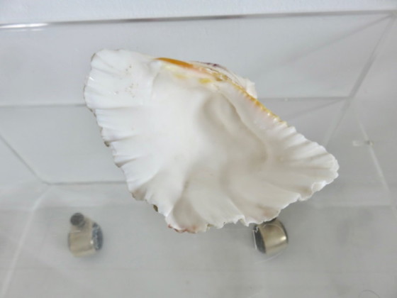 Image 1 of Marisco Hippopus hippopus, almeja moteada, Océano Índico, Pacífico Occidental