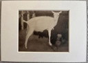 Jan Mankes 1889-1920 / Heliogravure Young White Goat 1923