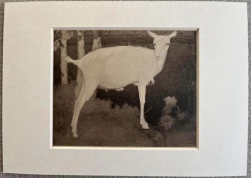 Jan Mankes 1889-1920 / Héliogravure Jeune chèvre blanche 1923 – lithos zeefdrukken, Paper (photo 2 of 7)