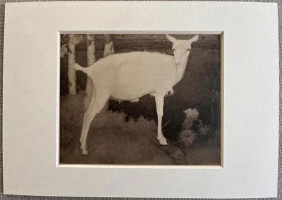 Jan Mankes 1889-1920 / Héliogravure Jeune chèvre blanche 1923 – Lithographies et sérigraphies, Paper (photo 2 of 7)