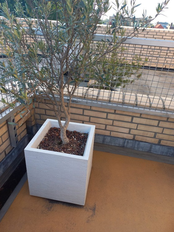 Image 1 of 2 x white planters elho