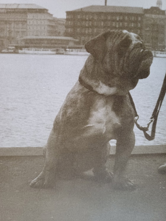 Image 1 of Karin Székessy, "Paul Wunderlich avec un chien".