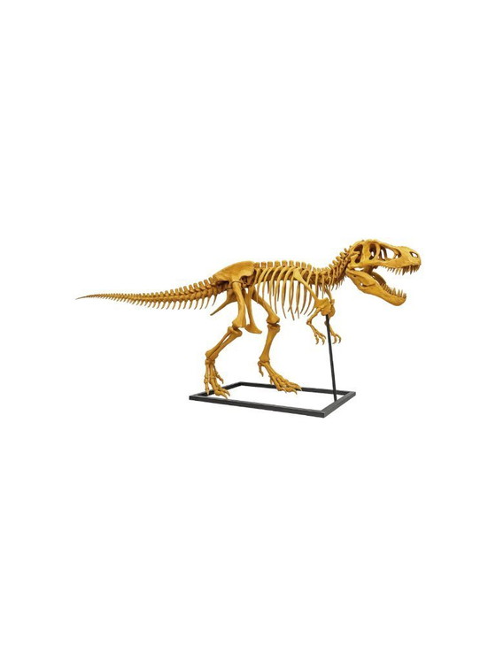 Image 1 of Esqueleto de T-rex - Escultura