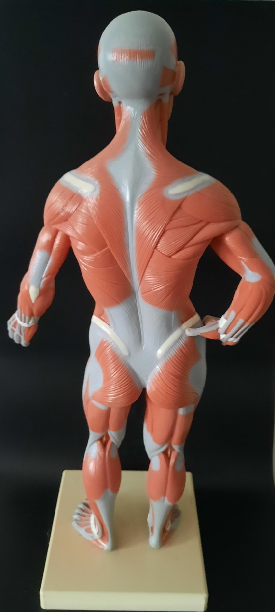 Image 1 of Modello anatomico d'epoca del corpo umano