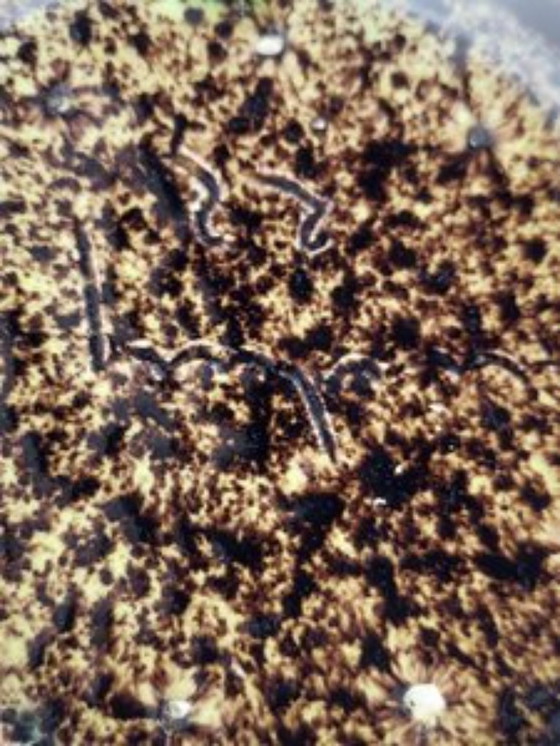 Image 1 of Accolay Pottery Ceramics, France, 1970s Vintage