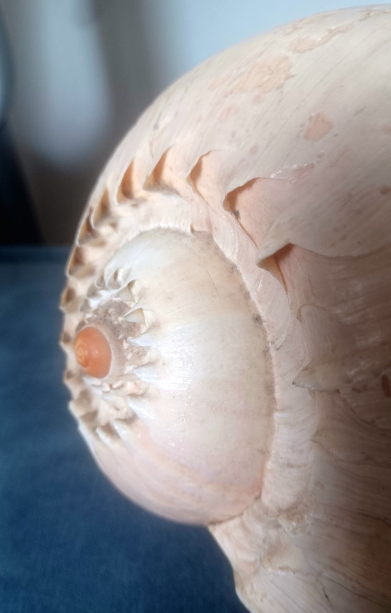 Grande conchiglia di Melo Diadema 24 cm in ottime condizioni! Conchiglia di melone – Meloen Diadema (photo 4 of 7)