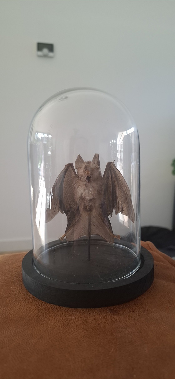 Image 1 of Tassidermia di pipistrello Vesper dipinto d'epoca - Nuovo assemblaggio