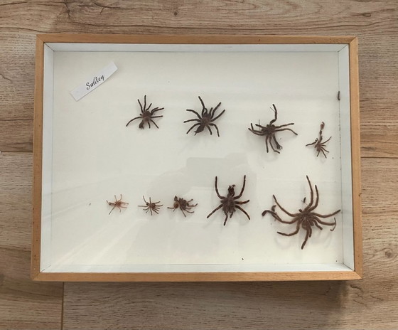 Image 1 of 4 vitrines de taxidermie pour tarentules