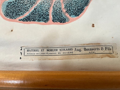 Zoological poster, animal body cell