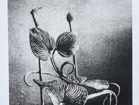 Image 1 of Claude Lalanne: Sedia Horta, incisione heliogravure su carta