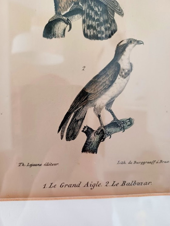 Image 1 of Twee handgekleurde Brusselse ornithologische lithografieën (ca. 1828–1833) – Burggraaff, Lejeune – Pl. 1 en Pl. 19