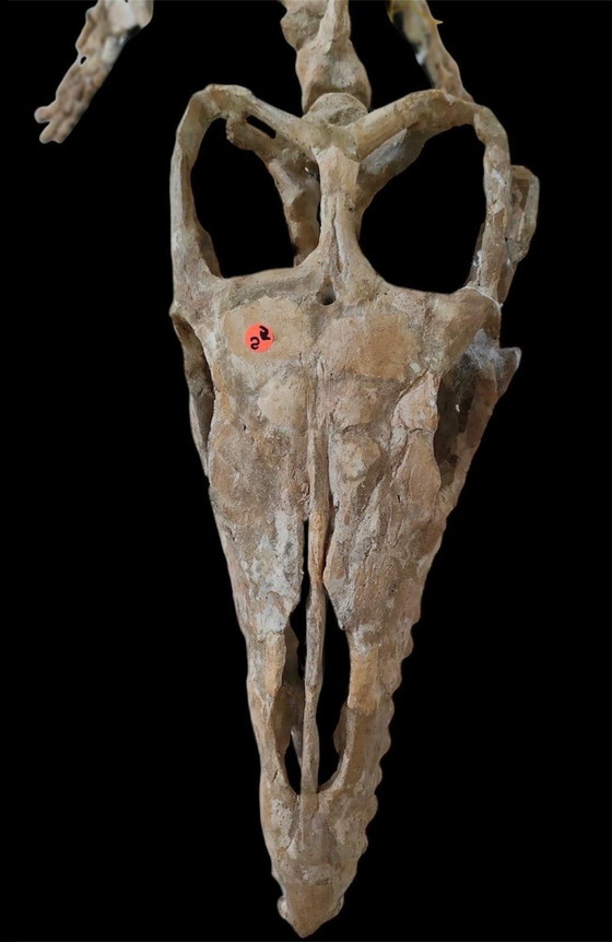 Image 1 of Large 2.80m Mosasaur Skeleton - Museum Quality 3D Mount - Prehistoric Fossil Art