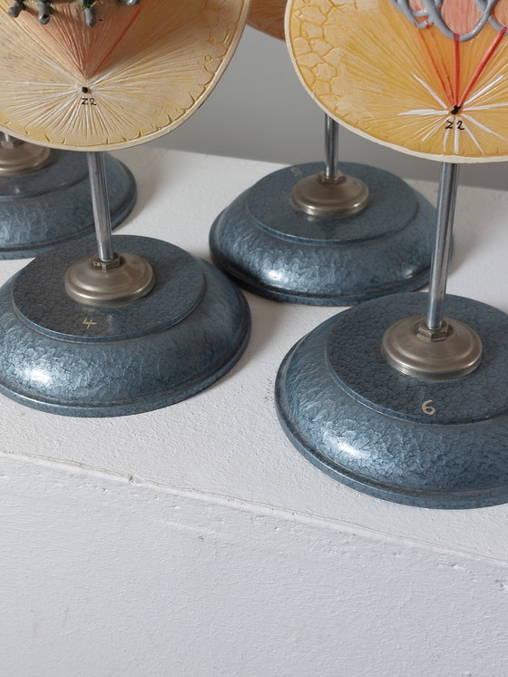 Image 1 of Vecchio modello didattico Divisione cellulare Mitosi Ausilio didattico di biologia Metallo Plastica