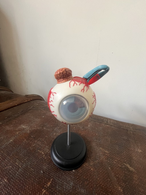 Modello anatomico OCCHIO oggetto vintage