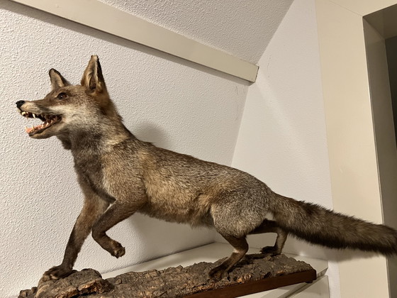 Image 1 of Wunderschöner Stofffuchs 🦊