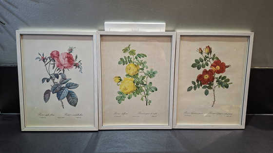 Image 1 of 3 x brocante paintings botanical print of 3 colors of roses