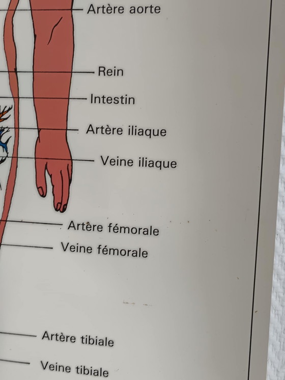 Image 1 of Schoolposter Mens en verkeer 1995