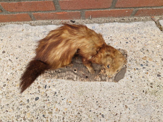 Image 1 of Opgezette marterachtige