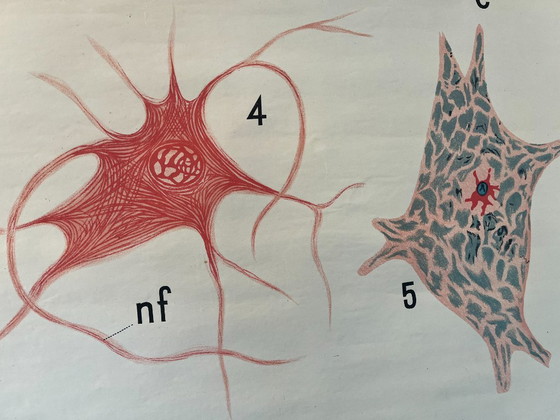 Image 1 of Zoological poster, animal body cell