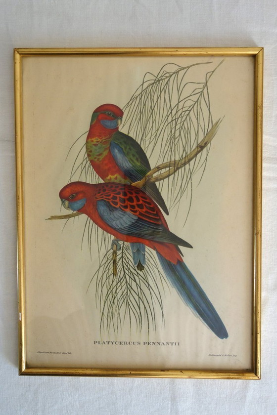 Image 1 of 3 incisioni antiche di uccelli incorniciate