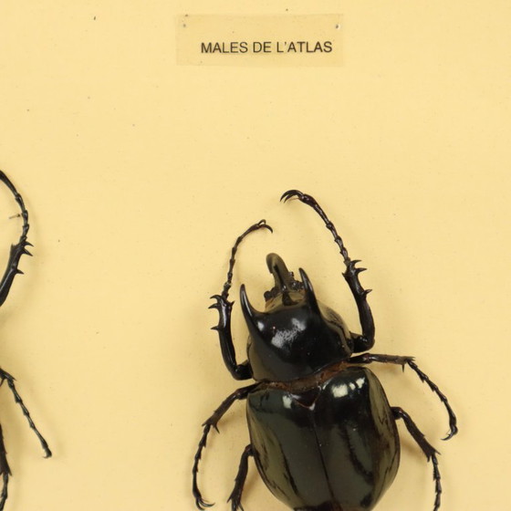 Collezione di scarabei incorniciati, scarabei Atlas, Oggetti decorativi, Legno, Vetro, Nero, Vintage (foto 6 di 10)