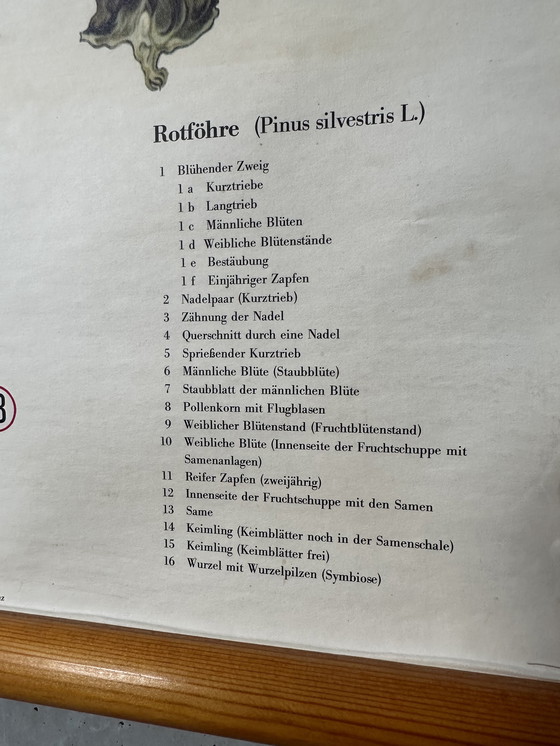 Image 1 of Vintage linnen schoolkaart - de grove den (pinus sylvestris)