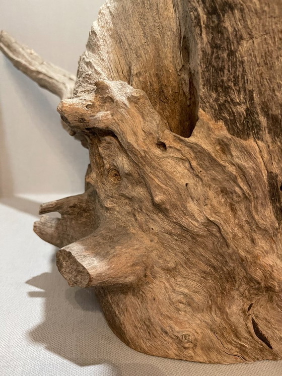 Image 1 of Fleur du désert de Ramon Monsanto