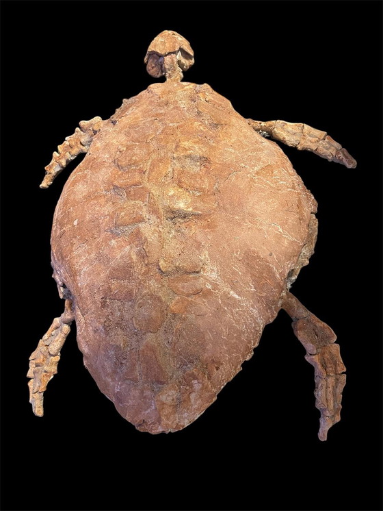 Image 1 of Scultura fossile di tartaruga