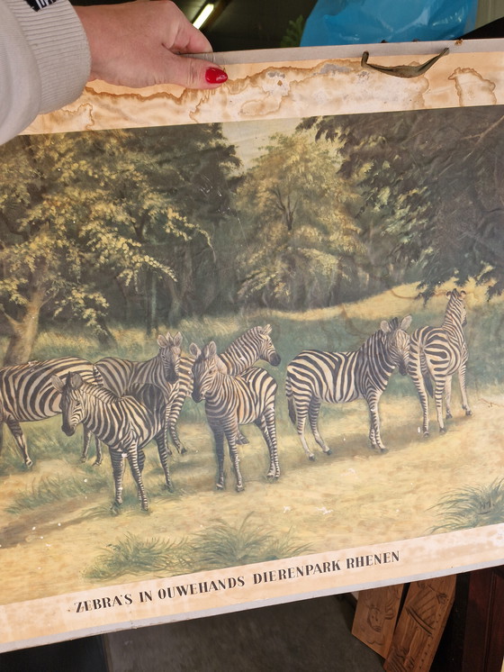 Image 1 of Manifesto scolastico vecchio stile dello zoo di Rhenen