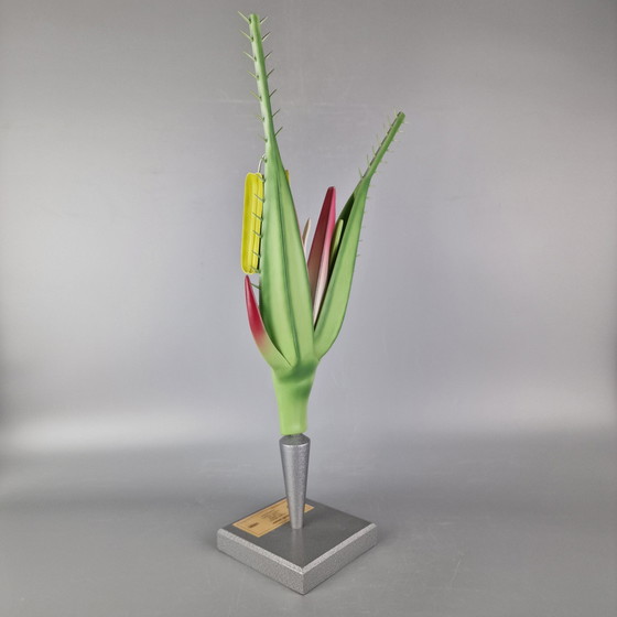 Image 1 of Modello botanico d'epoca di segale (Secale cereale) – Brendel / PHYWE – Modello scientifico didattico – ca. anni '60
