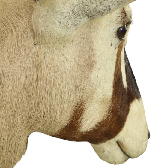 Image 1 of Taxidermie de l'antilope Oryx montée Gemsbok
