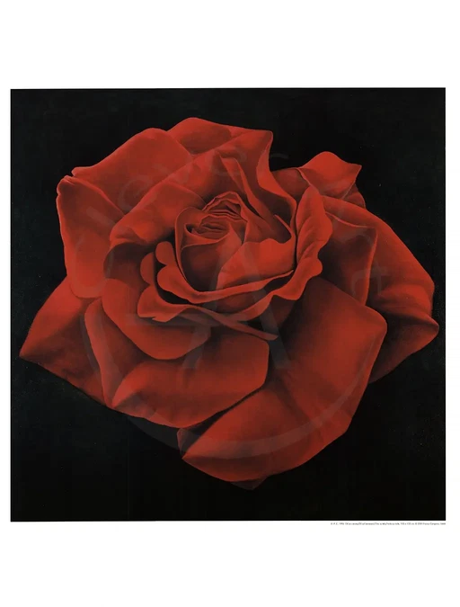 Campana, Franco - Rose rouge - Impression d'art