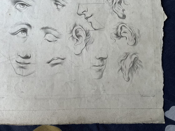 Image 1 of Rare étude anatomique du XVIII ème siècle par Cipriani 