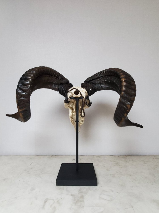 Image 1 of Tassidermia - Teschio di ariete intagliato su base (rif. 4039)