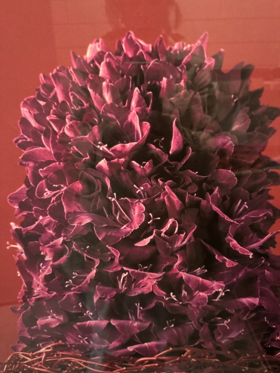 Image 1 of Exclusive photo in frame 