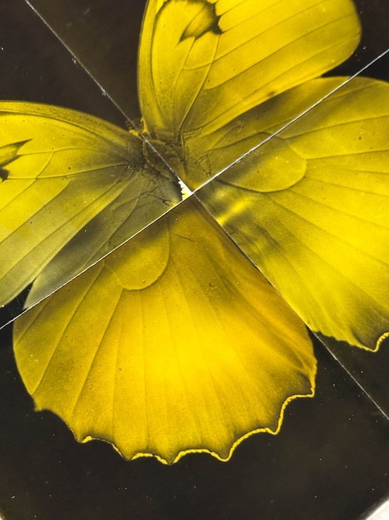 Image 1 of butterfly