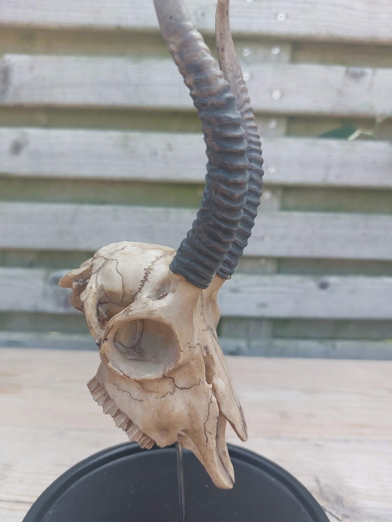 Image 1 of Springbock- und Impalaschädel