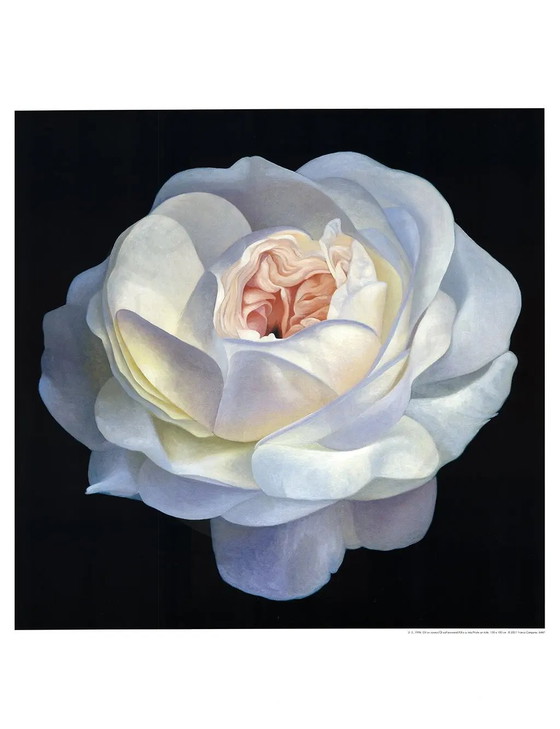 Image 1 of Magia de la Rosa - Campana, Franco - Rosa Blanca - Lámina artística