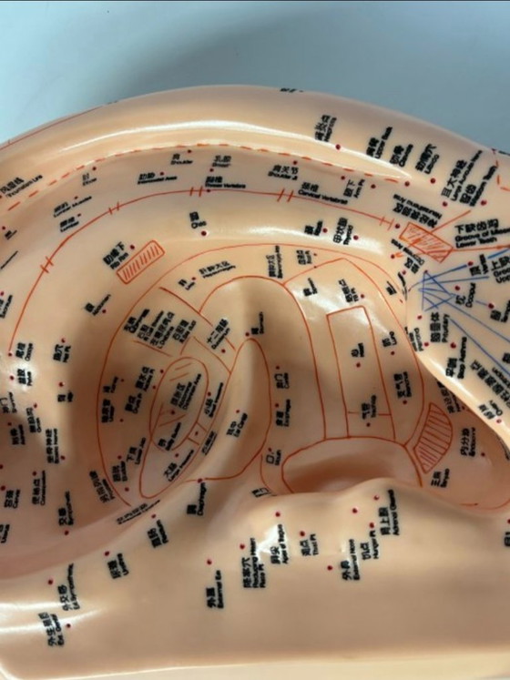 Image 1 of Ohrmodell-Akupunktur