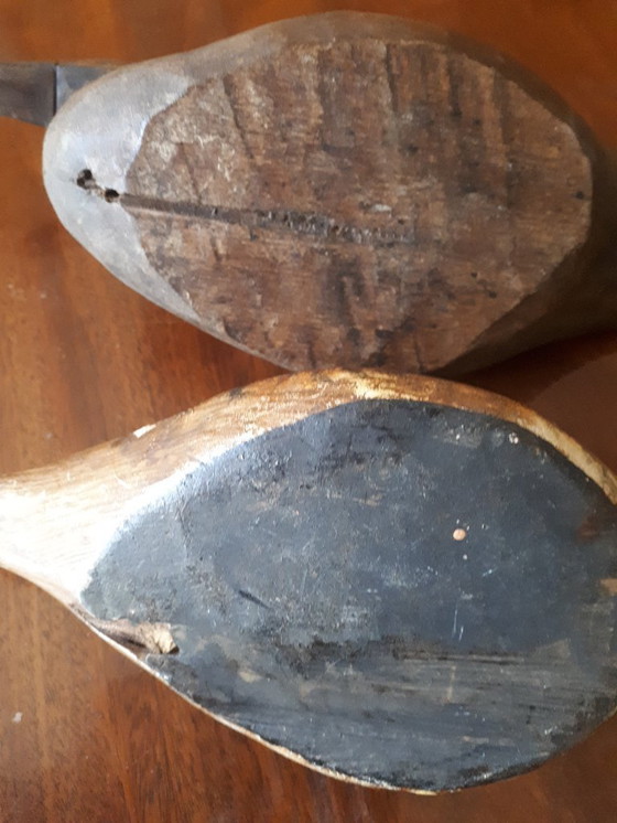 Image 1 of Amerikanische Lockenten