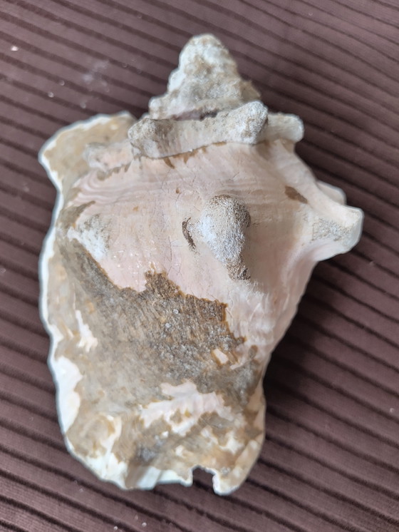 Image 1 of Grand coquillage rose avec reflet velouté, 21x15cm, Bahamas, conch