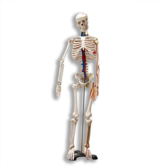 Image 1 of Vintage plastic human skeleton, Czechoslovakia 1960