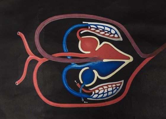 Image 1 of Originele schoolmuurkaart uit 1962 van de zandhagedis, Jung Koch Quentell biologie leskaart oprolkaart vintage