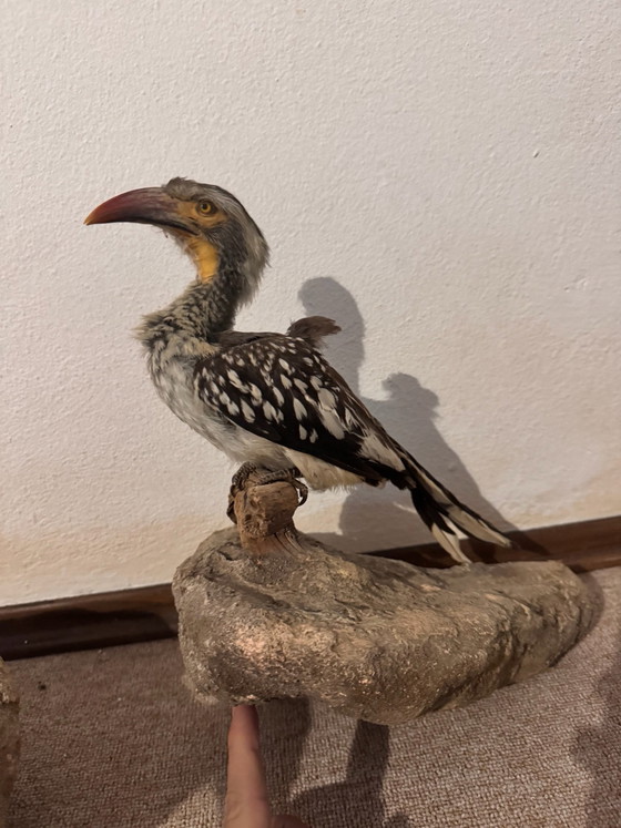 2 Opgezette Afrikaanse Vogels, Decoratieve objecten, Steen, Anders, Zwart (foto 5 van 5)
