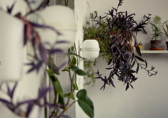 Image 1 of 2x Lampada da parete Wally Cesta Santa&Cole nuova